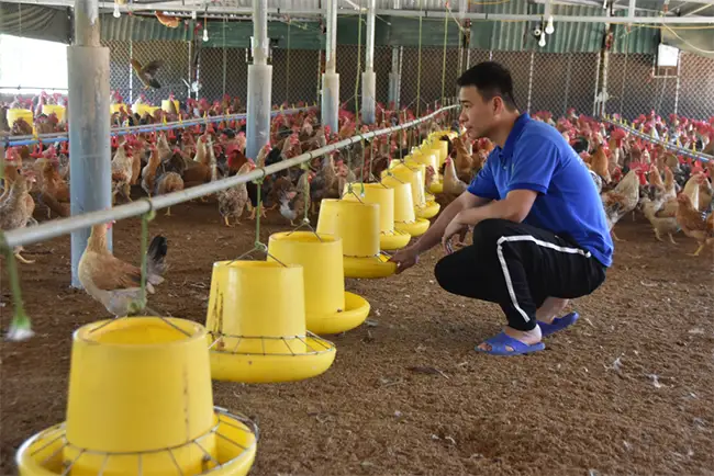 Giống gà bản địa được nuôi tại HTX Tuyền Hiền (huyện Đầm Hà).