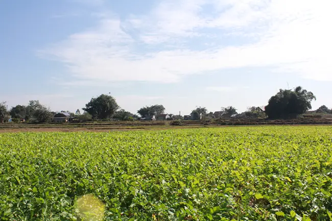 Củ cải là cây tăng vụ tại Đầm Hà, được người dân trồng trên ruộng canh tác lúa hàng năm.