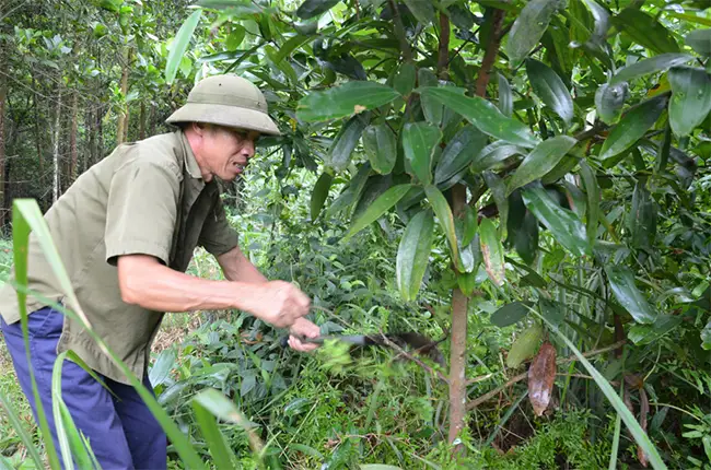 Người dân xã Đồng Sơn (TP Hạ Long) chăm sóc rừng trồng.