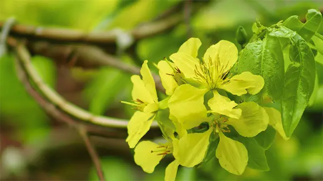 Hoa mai vàng Yên Tử có 5 cánh màu vàng chanh, mang sức sống mạnh mẽ.