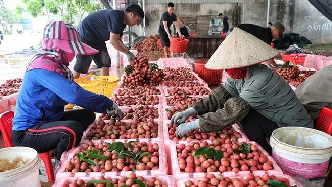 Vải thiều là một trong những trái cây được xuất khẩu nhiều sang thị trường Trung Quốc. (Ảnh Hà An)