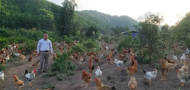 Con gà Tiên Yên sống trong môi trường bán chăn thả, không gian sống rộng, nên chất lượng sản phẩm đạt cao. Ảnh tư liệu