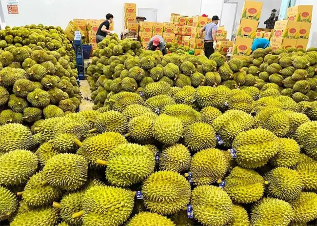 Trung Quốc vẫn là thị trường xuất khẩu rau quả lớn nhất của Việt Nam khi chiếm tới 65% thị phần. (Ảnh minh họa - Ảnh: Báo Đầu tư)