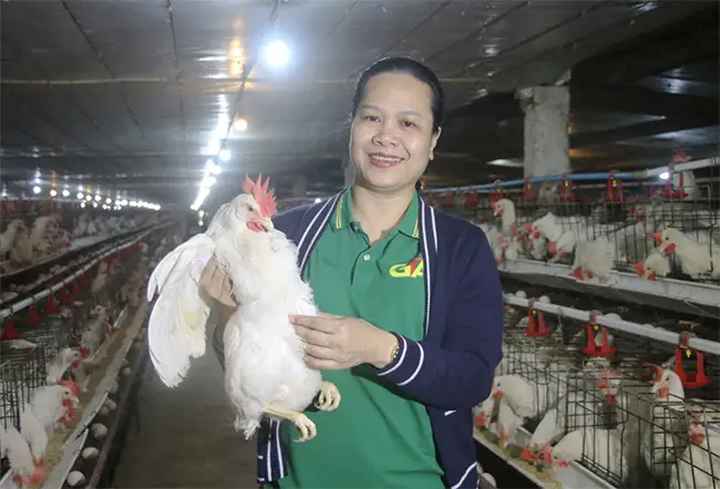 Các quy trình chăm sóc, quản lý đàn gà được chị Dung thực hiện, kiểm tra hằng ngày.