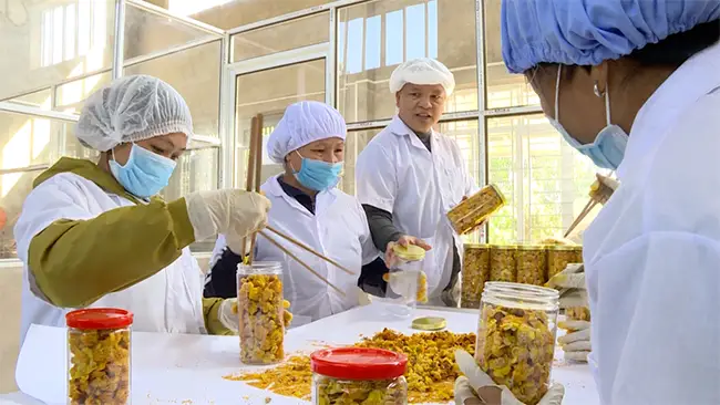 Đóng gói sản phẩm trà hoa vàng tại Công ty CP Kinh doanh lâm sản Đạp Thanh (huyện Ba Chẽ).