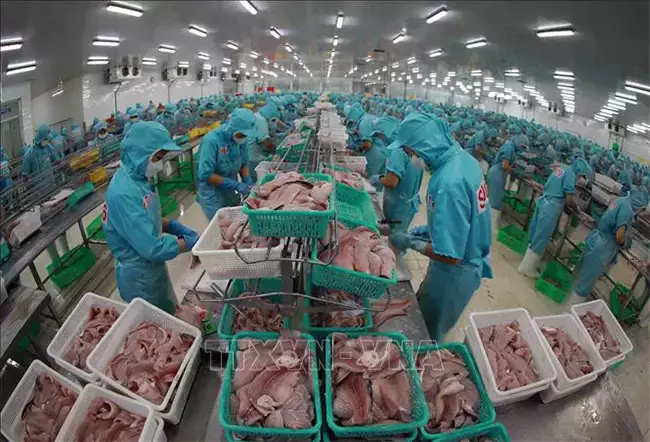 Định Hướng Phát Triển Xuất Khẩu Cá Tra Việt Nam 11 Định Hướng Phát Triển Xuất Khẩu Cá Tra Việt Nam