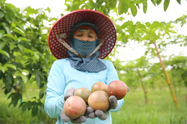 Mô hình trồng cây chanh leo xuất khẩu tại HTX Nông nghiệp tổng hợp Trường Giang (xã Đầm Hà, huyện Đầm Hà).