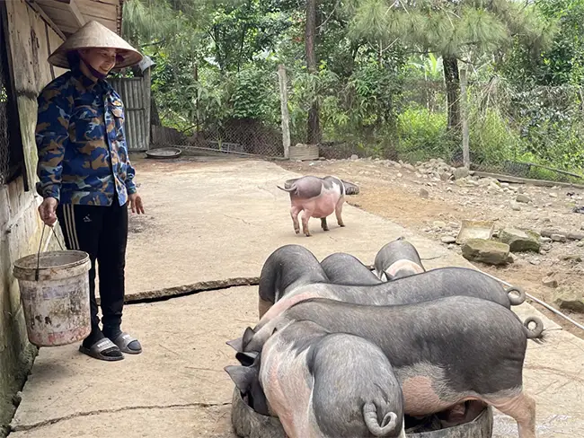 Nuôi lợn theo phương thức chăn thả bán tự nhiên tại HTX Nông nghiệp hữu cơ An Lộc (TP Móng Cái).