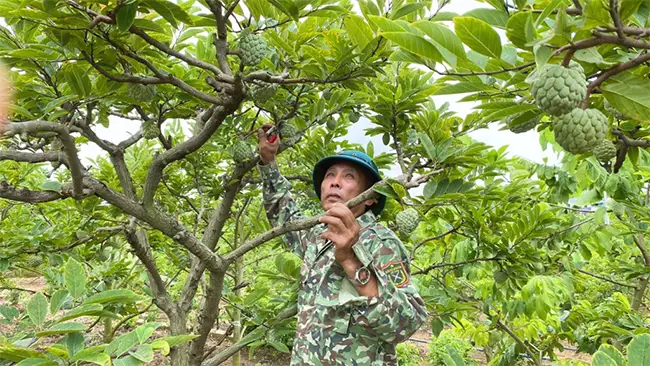 Ông Nguyễn Văn Khoa (thôn Tân Thành, xã Việt Dân) chăm sóc na chờ đến ngày thu hoạch.