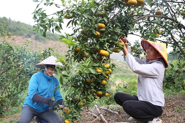 Cam Vạn Yên (huyện Vân Đồn) là sản phẩm OCOP 3 sao, có vị ngọt thanh, mát và chỉ thu hoạch một lần trong năm vào dịp cận Tết.