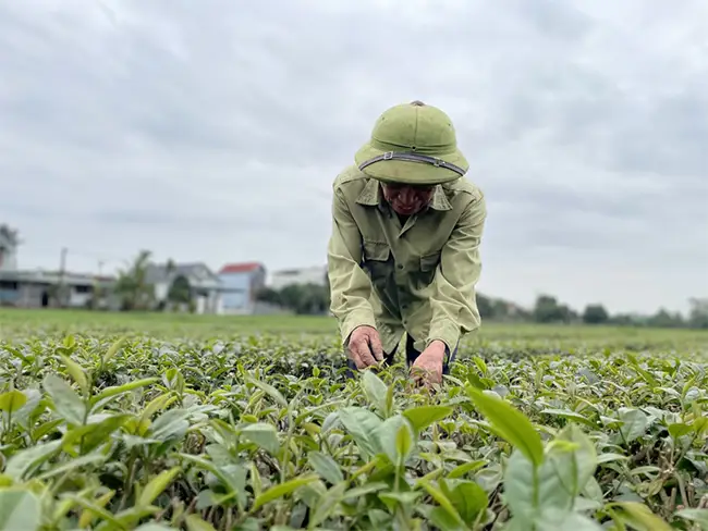 Áp dụng quy trình trồng chè VietGAP giúp sản phẩm chè của gia đình ông Hà Văn Điều (xã Quảng Long, huyện Hải Hà) có đầu ra rộng mở.